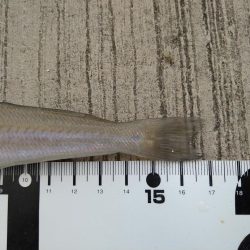 ダメ元でのエントリー